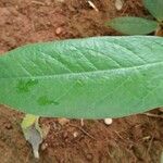 Senna macranthera Leaf