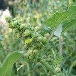 Xanthium strumarium Flower