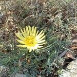 Scorzonera aristata 花