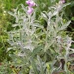 Matthiola incana Leaf