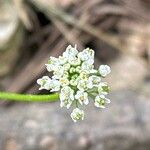 Teesdalia coronopifolia Flower