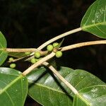 Ficus citrifolia Écorce