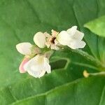 Fagopyrum esculentum Flower