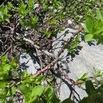 Salix breviserrata Ekosanga