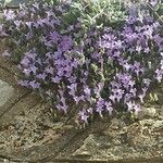 Campanula andrewsii Flower