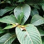 Sanchezia oblonga Leaf