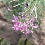 Epilobium angustifoliumFlor