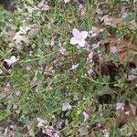 Boronia crenulata花