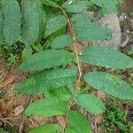 Cratoxylum formosum Leaf