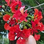 Delonix regia 花