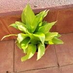 Curcuma longaLeaf