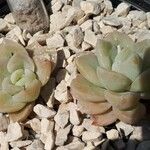 Echeveria prolificaLeaf