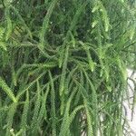 Dacrydium cupressinum Hábito