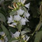 Bonamia mexicana Flower