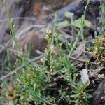 Sesamoides purpurascens 葉