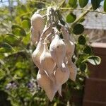 Dermatophyllum secundiflorum Fruit