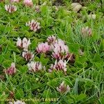 Trifolium thalii অভ্যাস