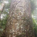 Leeuwenbergia africana Corteza