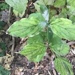 Cornus rugosa Blatt