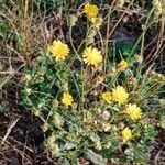 Crepis setosa Pokrój