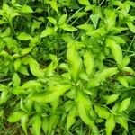 Persicaria hydropiper Blad