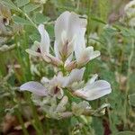Astragalus australis Квітка
