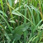 Rumex hydrolapathum Leaf