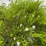 Hebe cupressoides 葉