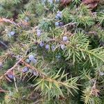 Juniperus communis पत्ता