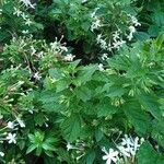 Clerodendrum indicum Levél