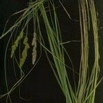 Carex vulpinoidea Цвят