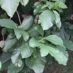 Voacanga africana Blad