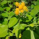 Solanum abutiloides Fruit