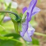 Viola tricolor Kwiat
