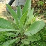 Verbascum phlomoidesЛисток