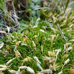 Arenaria nitida Hoja