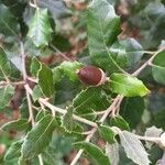 Quercus ilex Leaf