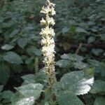 Agastache nepetoides Blüte