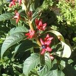 Clerodendrum indicum Fleur