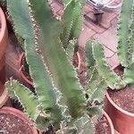 Euphorbia abyssinica Hábito