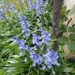 Hyacinthoides × massartiana Fleur