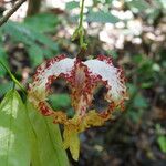 Monodora tenuifolia Flor