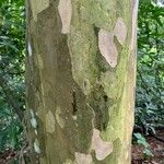 Savia dictyocarpa 樹皮