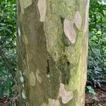 Savia dictyocarpa Bark