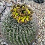Ferocactus wislizeni Fruto