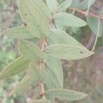 Eucalyptus parvula Leaf