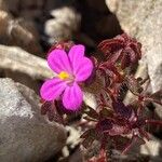 Geranium purpureum Fleur