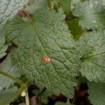 Lamium album Blatt