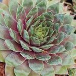 Sempervivum calcareum Лист