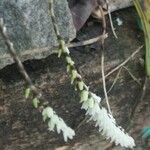 Bolusiella zenkeri Flor